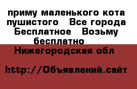 приму маленького кота пушистого - Все города Бесплатное » Возьму бесплатно   . Нижегородская обл.